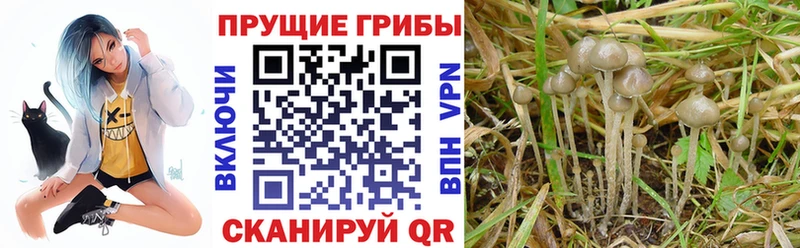 Купить закладки  Асбест  Галлюциногенные грибы мухоморы 